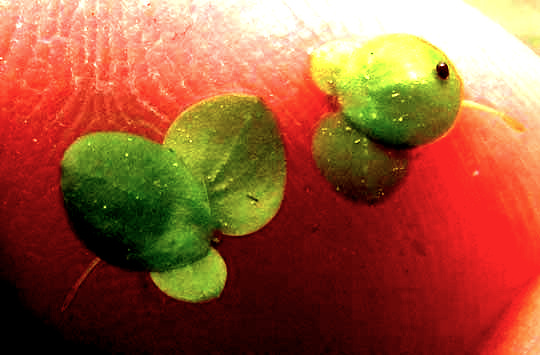 Duckweed, SPIRODELA cf PUNCTATA, close-up showing veins