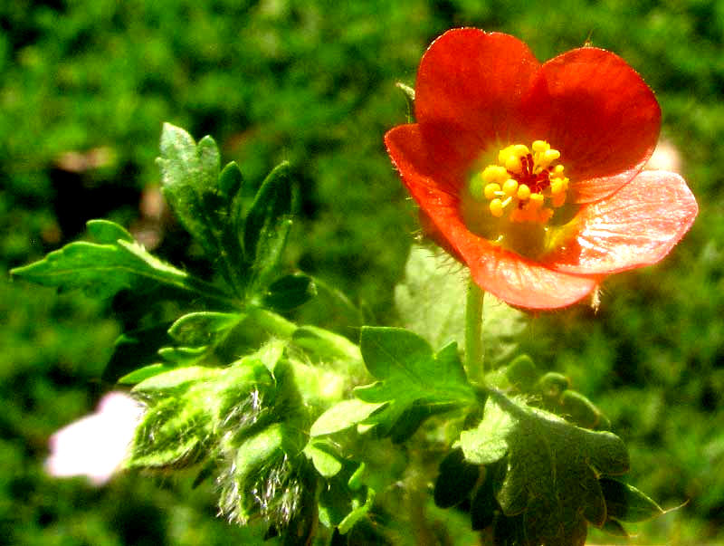 Bristlemallow, MODIOLA CAROLINIANA