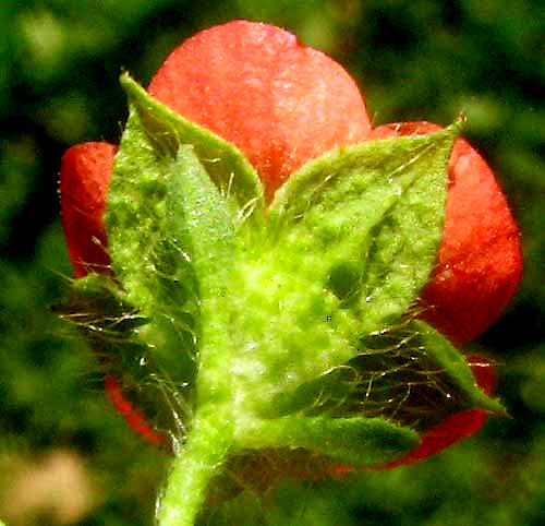 Bristlemallow, MODIOLA CAROLINIANA, calyx