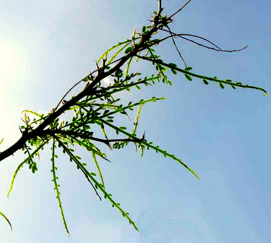 Jerusalem-thorn, PARKINSONIA ACULEATA, expanding leaves