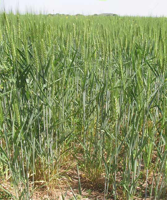 Wheat, TRITICUM AESTIVUM, field in spring