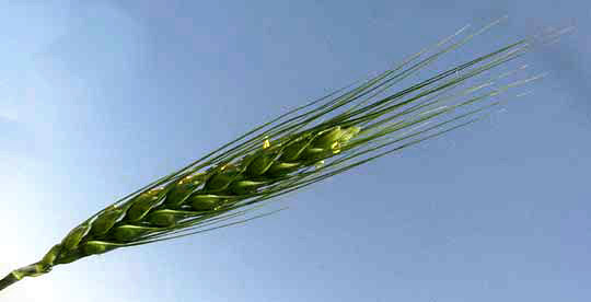 Wheat, TRITICUM AESTIVUM, head