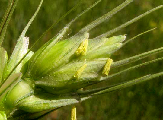 Wheat, TRITICUM AESTIVUM, spikelet