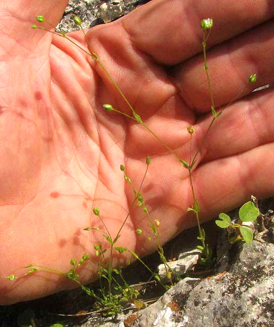 Hilly Sandwort, ARENARIA BENTHAMII