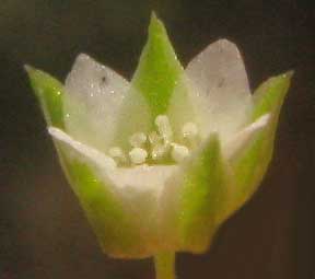 Hilly Sandwort, ARENARIA BENTHAMII, flower
