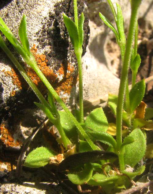 Hilly Sandwort, ARENARIA BENTHAMII, leaves & stem