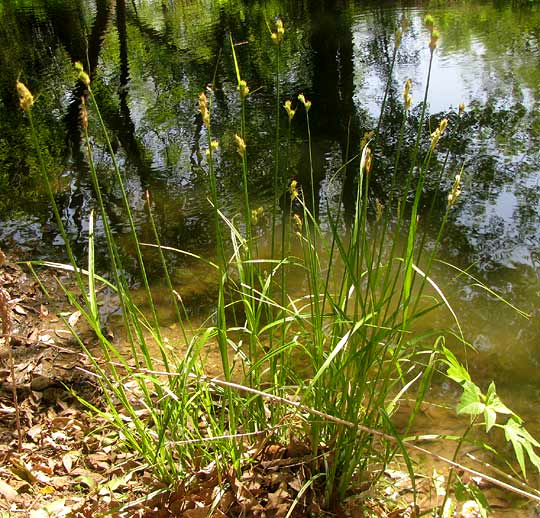 Britton's Sedge, CAREX TETRASTACHYA