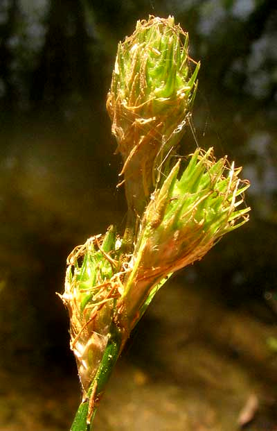 Britton's Sedge, CAREX TETRASTACHYA, gynecandrous spikes