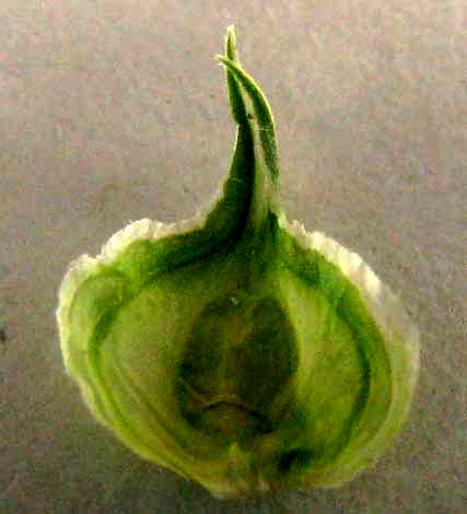 Britton's Sedge, CAREX TETRASTACHYA, perigynium