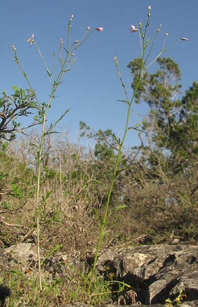 Split-leaf Gilia, GILIASTRUM INCISUM