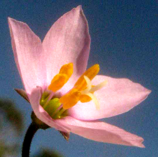 Split-leaf Gilia, GILIASTRUM INCISUM, flower