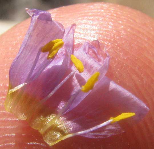 Split-leaf Gilia, GILIASTRUM INCISUM, dissected corolla