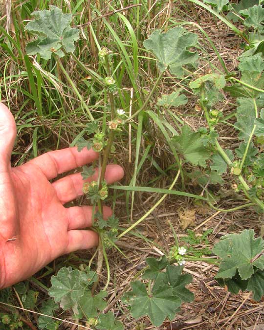 Cheeseweed, MALVA PARVIFLORA