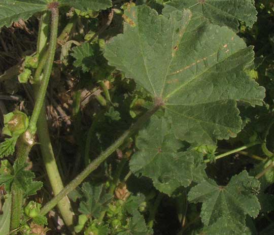 Cheeseweed, MALVA PARVIFLORA, leaf