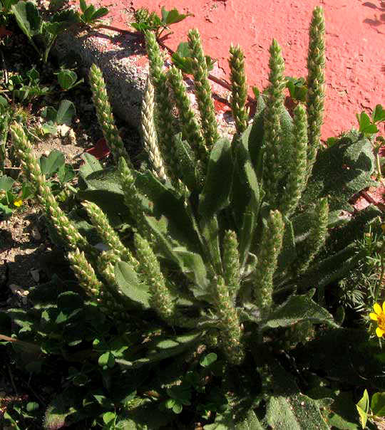  Redseed Plantain, PLANTAGO RHODOSPERMA