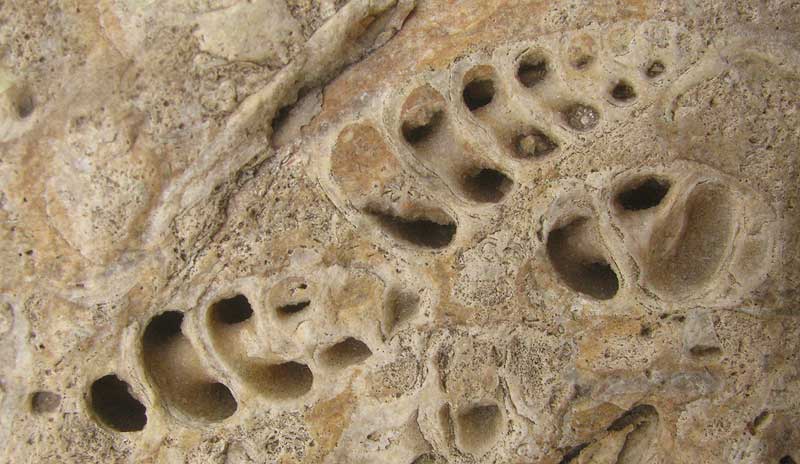 Fossil Turritella shells