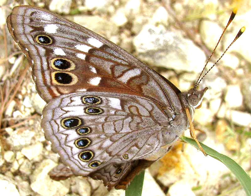 Empress Leilia, ASTEROCAMPA LEILIA