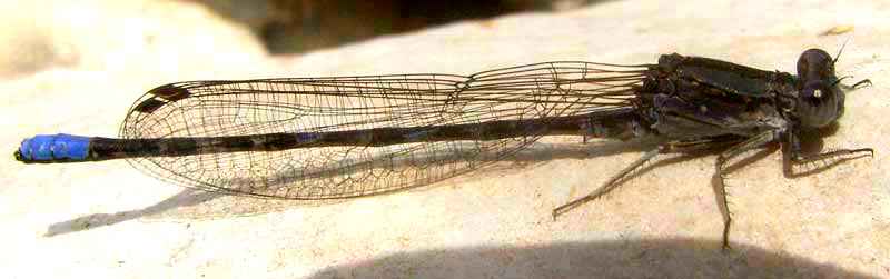 Kiowa Dancer, ARGIA IMMUNDA