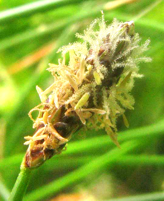 Sand Spikerush, ELEOCHARIS MONTEVIDENSIS, flowering spike