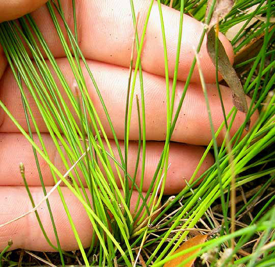 Sand Spikerush, ELEOCHARIS MONTEVIDENSIS, stems