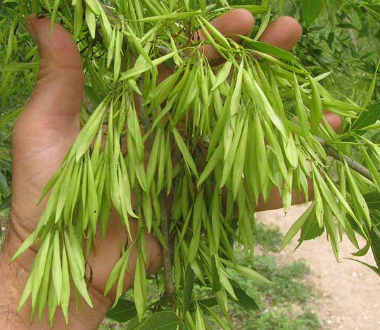 Mexican Ash, FRAXINUS BERLANDIERIANA, fruits, or samaras