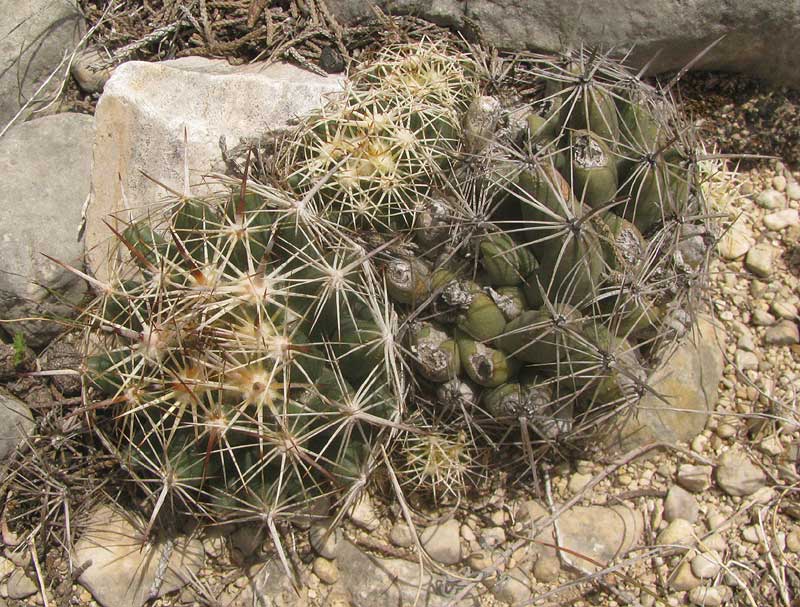Little Nipple Cactus, MAMMILLARIA HEYDERI
