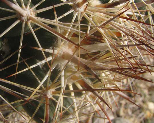 Little Nipple Cactus, MAMMILLARIA HEYDERI, spines