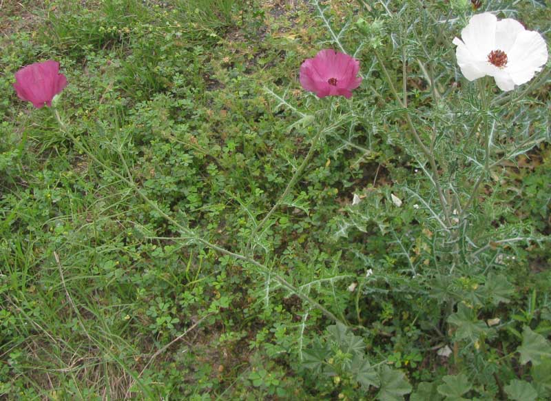 Red Prickly Poppy, ARGEMONE SANGUINEA