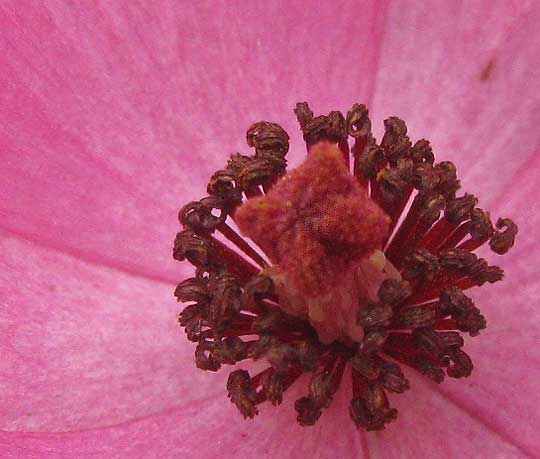 Red Prickly Poppy, ARGEMONE SANGUINEA, flower interior