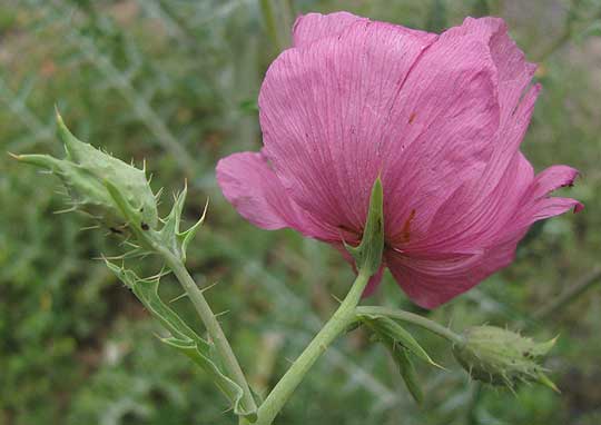 Red Prickly Poppy, ARGEMONE SANGUINEA, bracts below flower