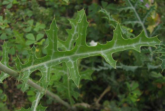 Red Prickly Poppy, ARGEMONE SANGUINEA, leaf