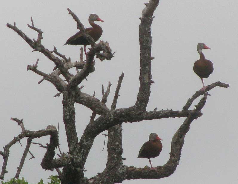 Black-bellied Whistling-ducks, DENDROCYGNA AUTUMNALIS