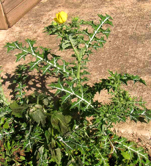 Mexican Prickly Poppy, ARGEMONE MEXICANA