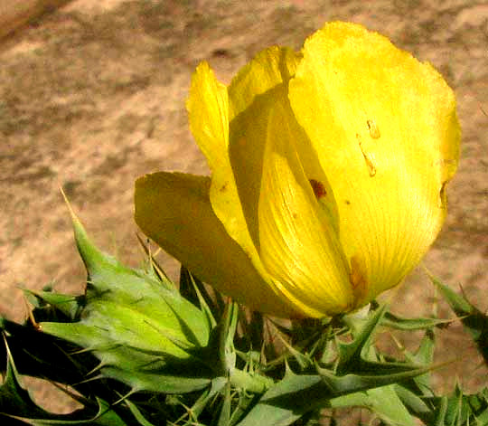 Mexican Prickly Poppy, ARGEMONE MEXICANA, flower and flower bud