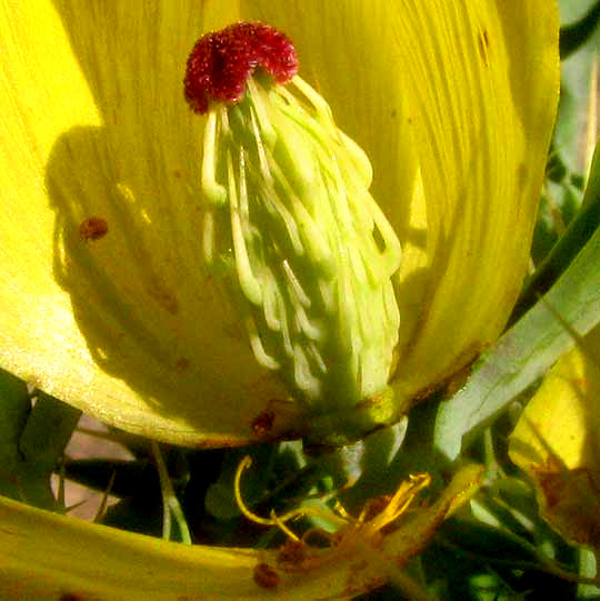 Mexican Prickly Poppy, ARGEMONE MEXICANA, ovary inside flower