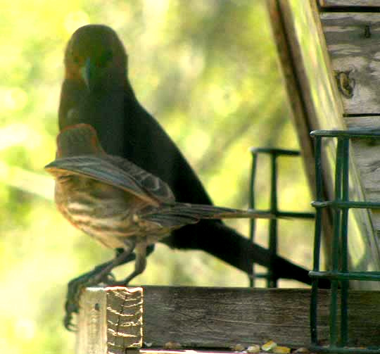 Brown-headed Cowbird, MOLOTHRUS ATER, threatening House Finch, Haemorhous mexicanus