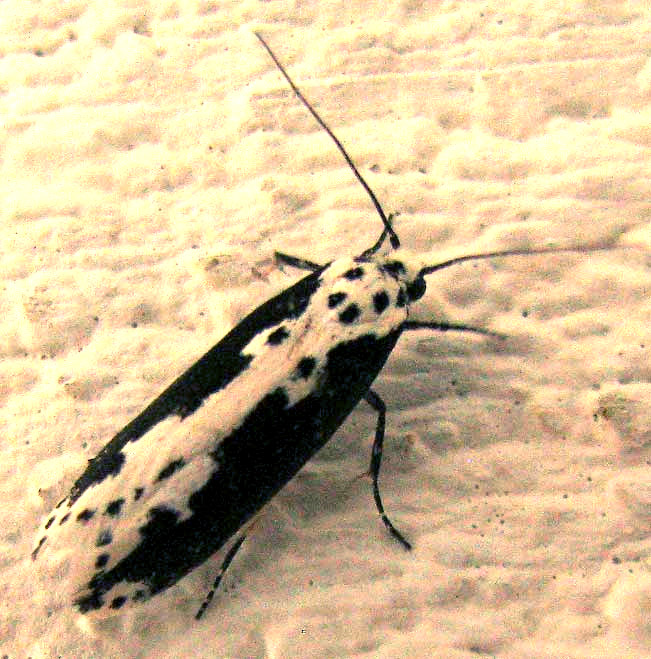 Ethmia Moth, ETHMIA SEMILUGENS