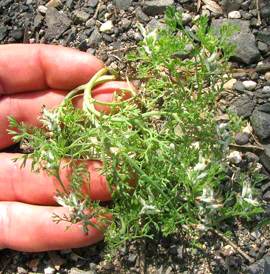 Dense-flowered Fumitory, FUMARIA DENSIFLORA