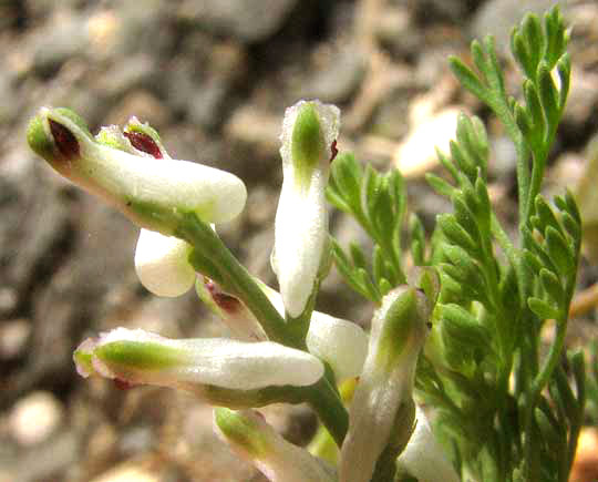 Dense-flowered Fumitory, FUMARIA DENSIFLORA, flowers