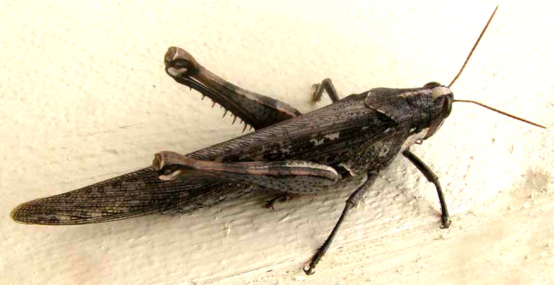 Gray Bird Grasshopper, SCHISTOCERCA NITENS