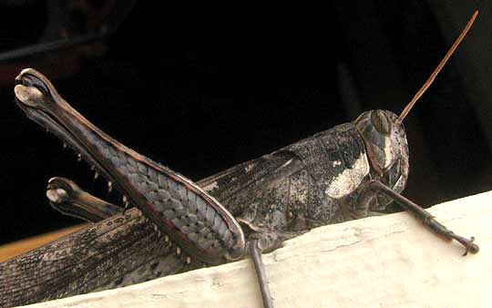 Gray Bird Grasshopper, SCHISTOCERCA NITENS, head and abdomen patterns