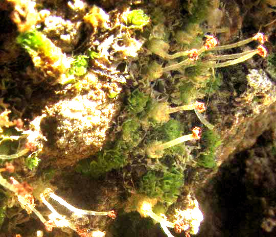 FOSSOMBRONIA TEXANA, capsules past mature, plants re-sprouting