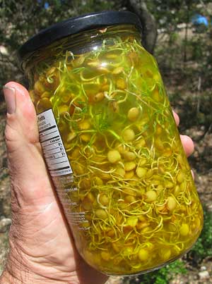 Lentil sprouts marinating in pickle juice
