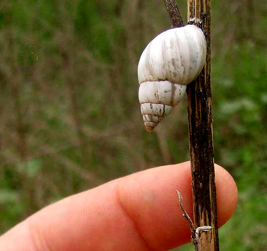 Whitewashed Rabdotus Snail, RABDOTUS DEALBATUS