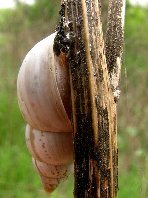 Whitewashed Rabdotus Snail, RABDOTUS DEALBATUS, glued to stem