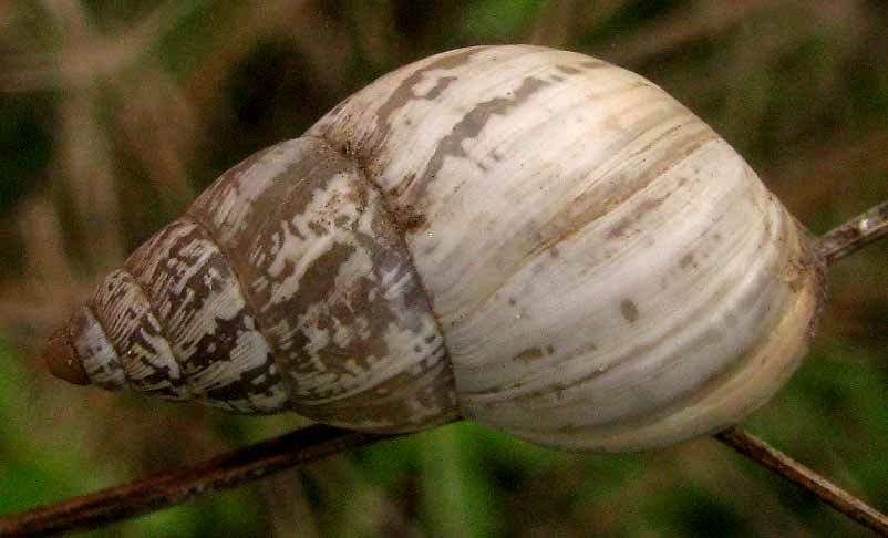 Whitewashed Rabdotus Snail, RABDOTUS DEALBATUS, shell close-up
