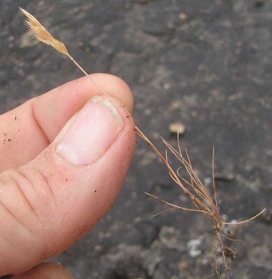 Sixweeks Fescue, VULPIA OCTOFLORA, plant