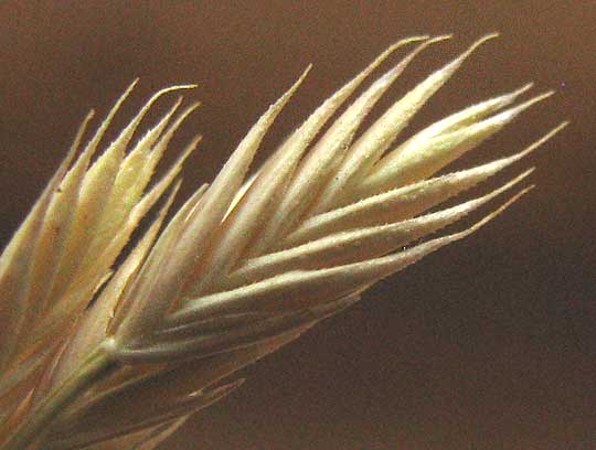 Sixweeks Fescue, VULPIA OCTOFLORA, spikelet