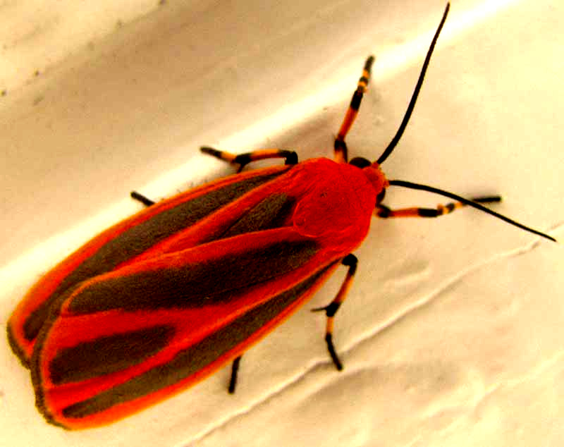 Scarlet-winged Lichen Moth, HYPOPREPIA MINIATA