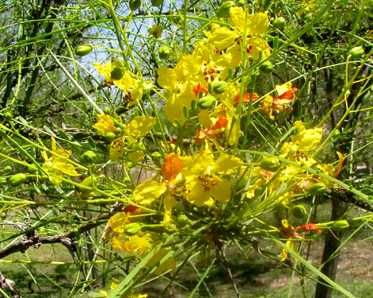 Jerusalem-thorn, PARKINSONIA ACULEATA, flower cluster